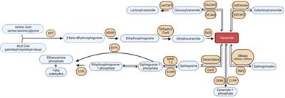 Circulating sphingolipids in heart failure